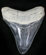 Serrated  Bone Valley Megalodon Tooth #22888-1
